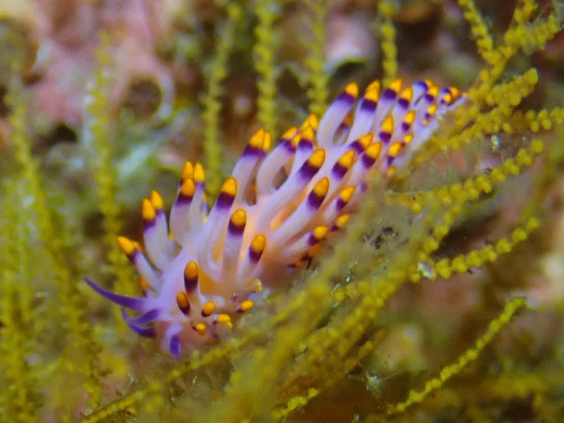 Nudibranch at Richelieu Rock, Thailand Nudibranch at Richelieu Rock, Thailand
