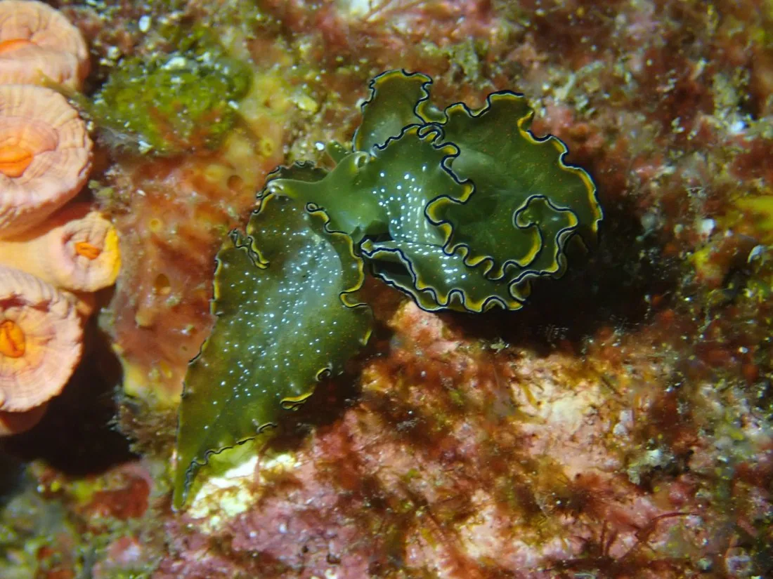 Green sea slug at Richelieu Rock, Thailand Green sea slug at Richelieu Rock, Thailand