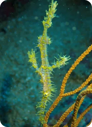 Ghost pipefish at Richelieu rock, Thailand Ghost pipefish at Richelieu rock, Thailand