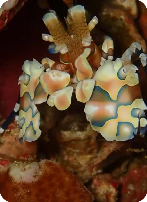 Harlequin shrimp at Richelieu rock, Thailand Harlequin shrimp at Richelieu rock, Thailand