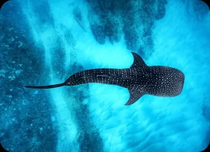 Massive Whale shark at Richelieu rock, Thailand