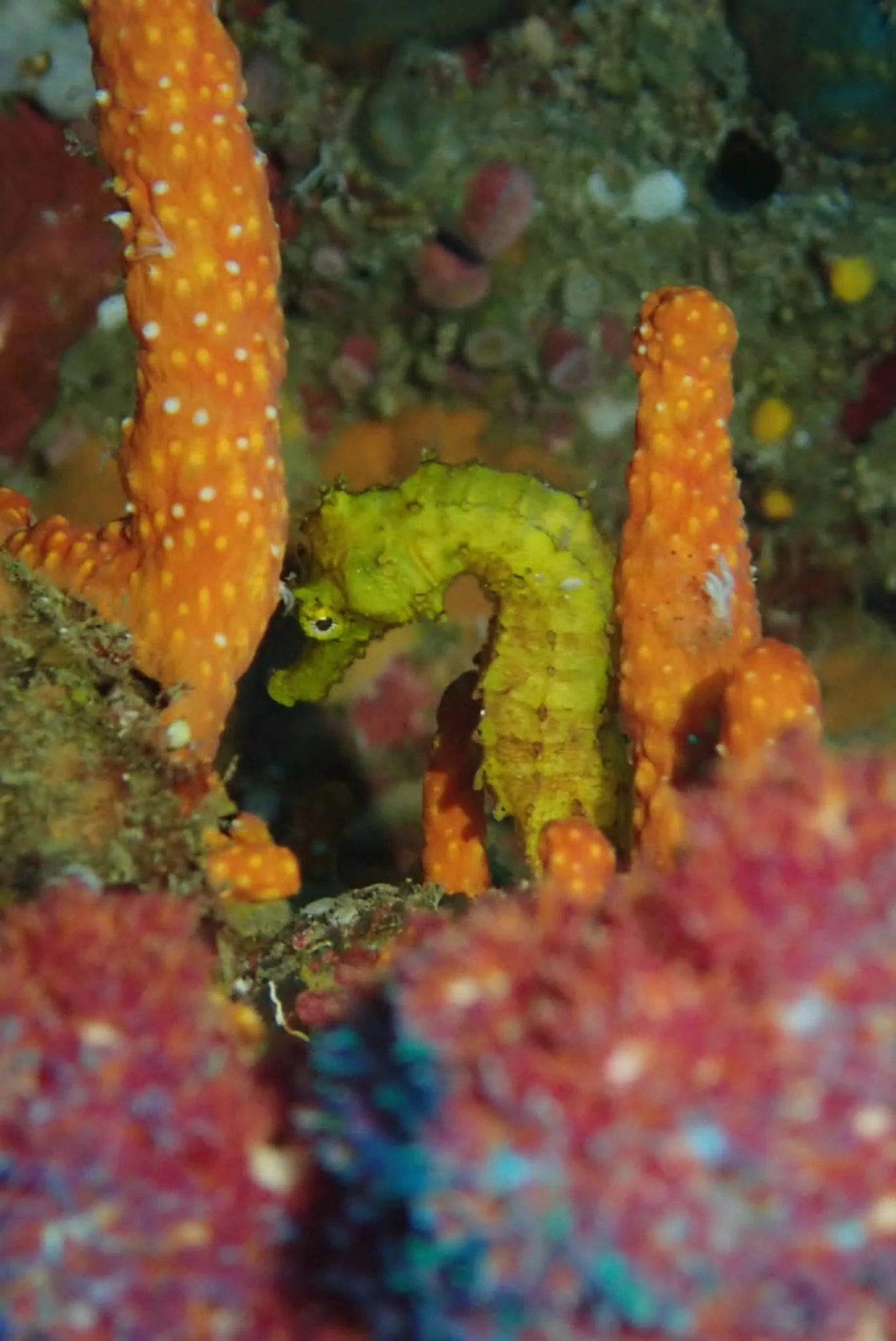 Seahorse at Richelieu rock, Thailand Seahorse at Richelieu rock, Thailand